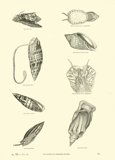 Pagina uit Het Picturale Museum van Geanimeerde Natuur door English School