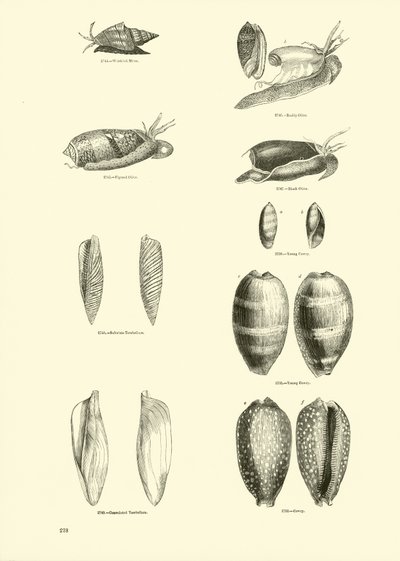 Pagina uit Het Picturale Museum van Geanimeerde Natuur door English School