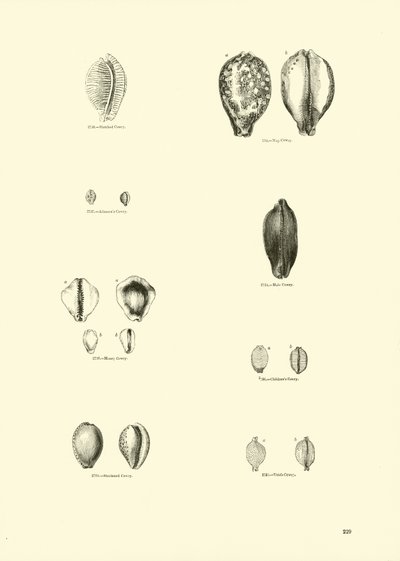 Pagina uit Het Picturale Museum van Geanimeerde Natuur door English School