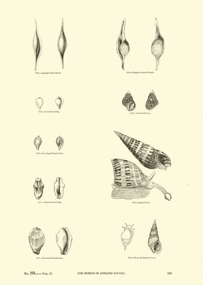 Pagina uit Het Picturale Museum van Geanimeerde Natuur door English School