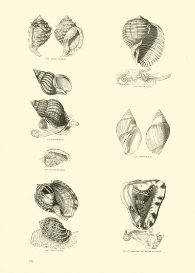 Pagina uit Het Picturale Museum van Geanimeerde Natuur door English School