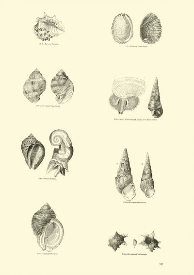 Pagina uit Het Picturale Museum van Geanimeerde Natuur door English School