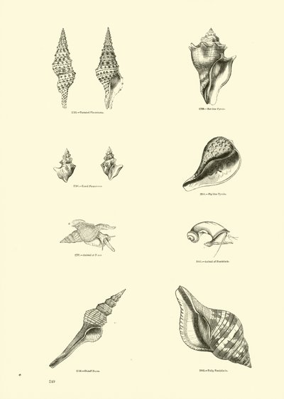 Pagina uit Het Picturale Museum van Geanimeerde Natuur door English School