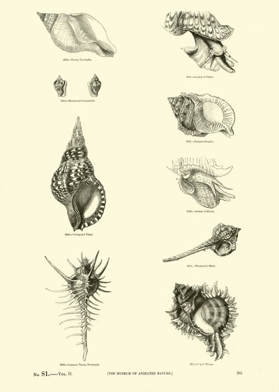 Pagina uit Het Picturale Museum van Geanimeerde Natuur door English School