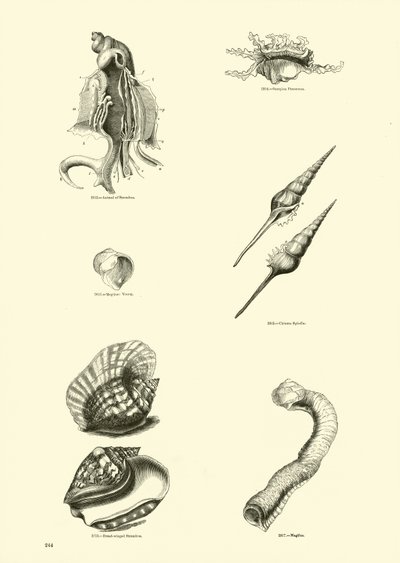 Pagina uit Het Picturale Museum van Geanimeerde Natuur door English School