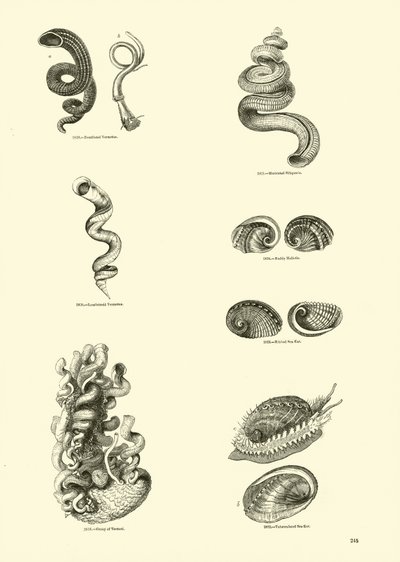 Pagina uit Het Picturale Museum van Geanimeerde Natuur door English School