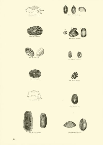 Pagina uit Het Picturale Museum van Geanimeerde Natuur door English School
