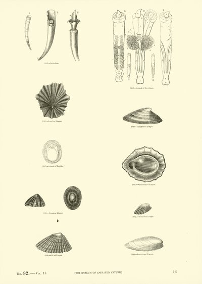 Pagina uit Het Picturale Museum van Geanimeerde Natuur door English School