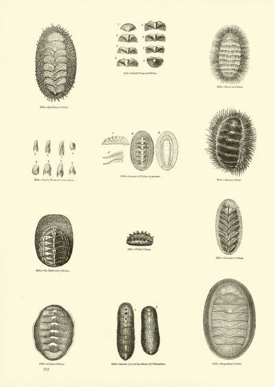 Pagina uit Het Picturale Museum van Geanimeerde Natuur door English School