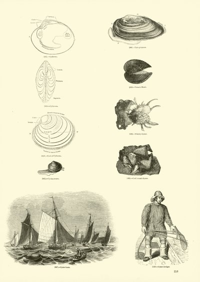 Pagina uit Het Picturale Museum van Geanimeerde Natuur door English School
