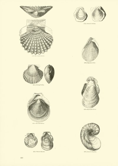 Pagina uit Het Picturale Museum van Geanimeerde Natuur door English School