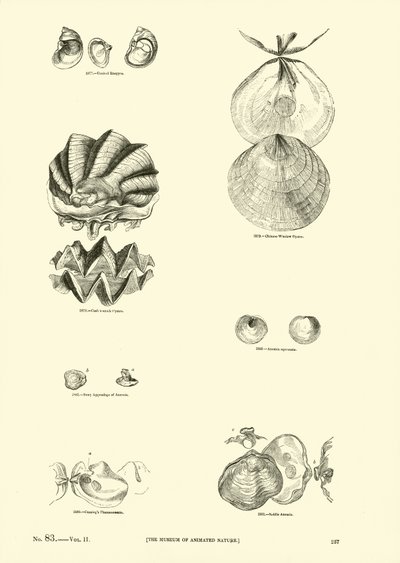 Pagina uit Het Picturale Museum van Geanimeerde Natuur door English School