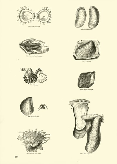 Pagina uit Het Picturale Museum van Geanimeerde Natuur door English School