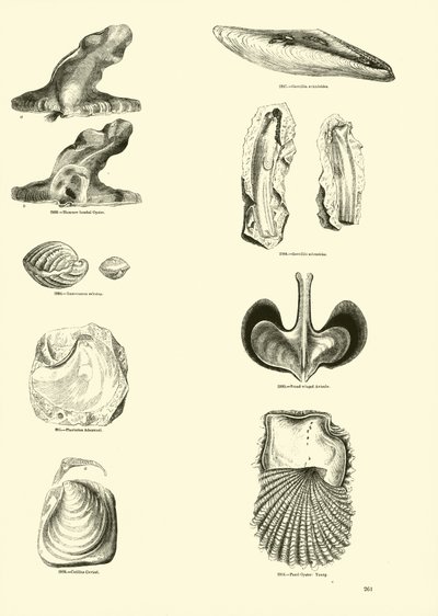 Pagina uit Het Picturale Museum van Geanimeerde Natuur door English School