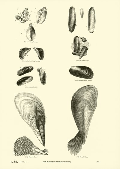 Pagina uit Het Picturale Museum van Geanimeerde Natuur door English School