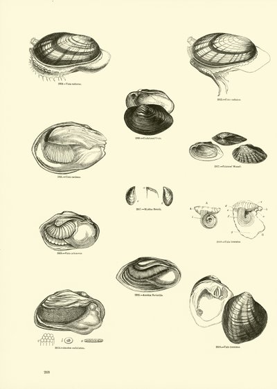 Pagina uit Het Picturale Museum van Geanimeerde Natuur door English School