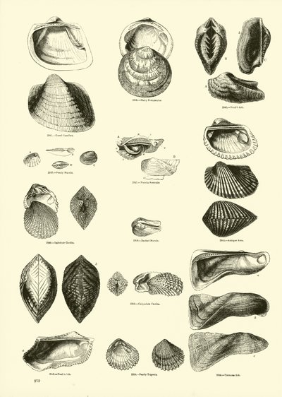 Pagina uit Het Picturale Museum van Geanimeerde Natuur door English School
