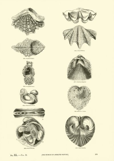 Pagina uit Het Picturale Museum van Geanimeerde Natuur door English School