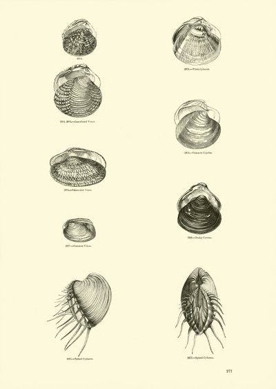 Pagina uit Het Picturale Museum van Geanimeerde Natuur door English School