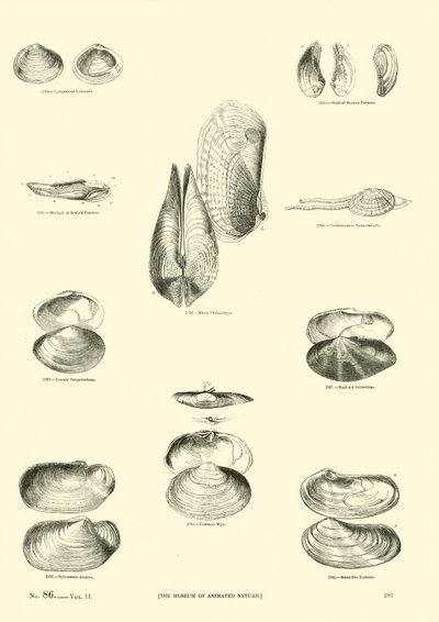 Pagina uit Het Picturale Museum van Geanimeerde Natuur door English School