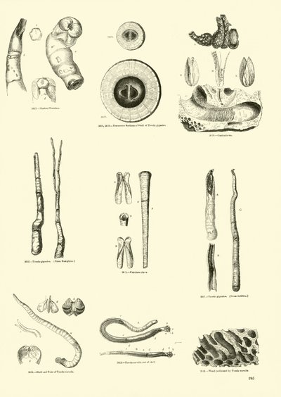Pagina uit Het Picturale Museum van Geanimeerde Natuur door English School