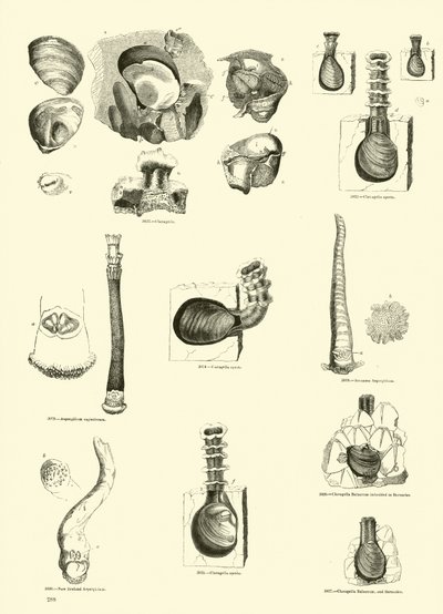 Pagina uit Het Picturale Museum van Geanimeerde Natuur door English School