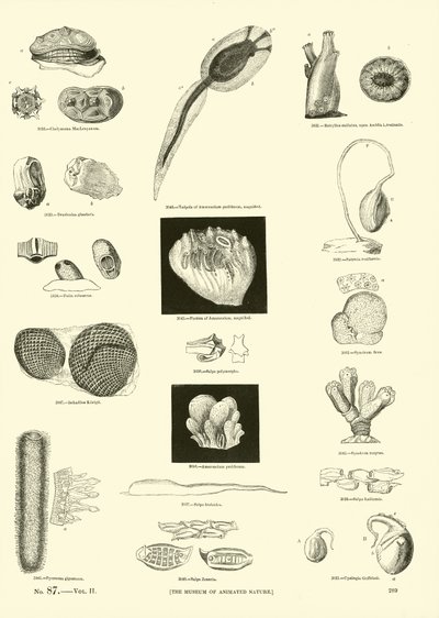 Pagina uit Het Picturale Museum van Geanimeerde Natuur door English School