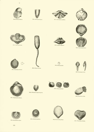 Pagina uit Het Picturale Museum van Geanimeerde Natuur door English School