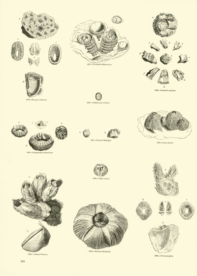 Pagina uit Het Picturale Museum van Geanimeerde Natuur door English School