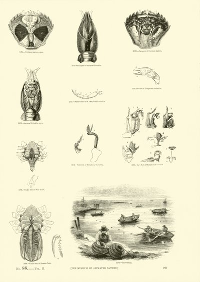 Pagina uit Het Picturale Museum van Geanimeerde Natuur door English School
