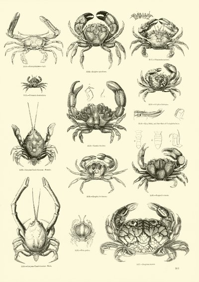 Pagina uit Het Picturale Museum van Geanimeerde Natuur door English School