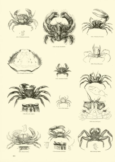Pagina uit Het Picturale Museum van Geanimeerde Natuur door English School