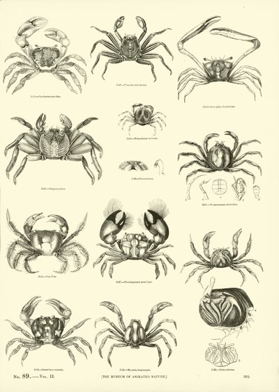 Pagina uit Het Picturale Museum van Geanimeerde Natuur door English School