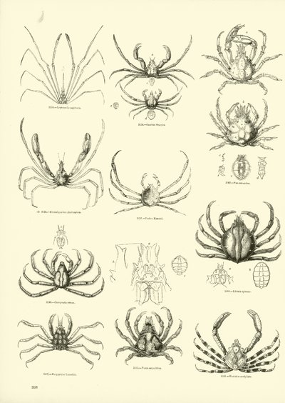 Pagina uit Het Picturale Museum van Geanimeerde Natuur door English School