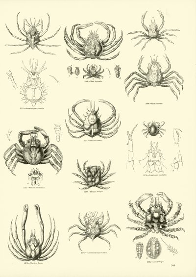 Pagina uit Het Picturale Museum van Geanimeerde Natuur door English School