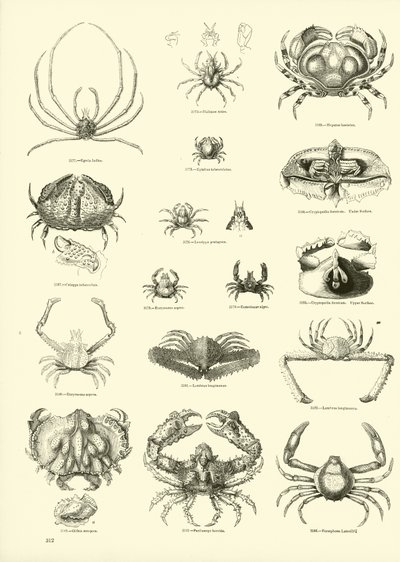 Pagina uit Het Picturale Museum van Geanimeerde Natuur door English School