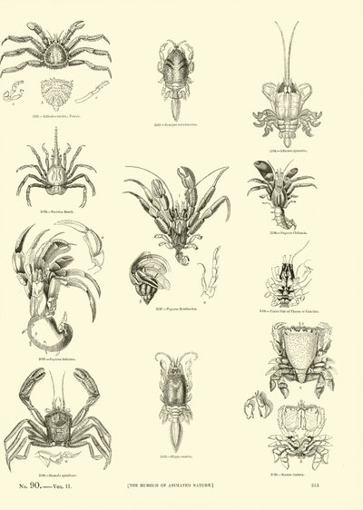 Pagina uit Het Picturale Museum van Geanimeerde Natuur door English School