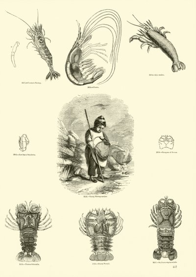 Pagina uit Het Picturale Museum van Geanimeerde Natuur door English School