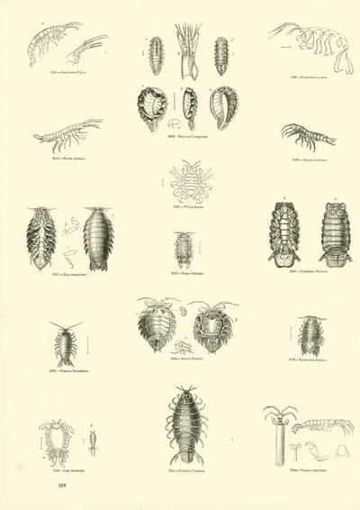 Pagina uit Het Picturale Museum van Geanimeerde Natuur door English School