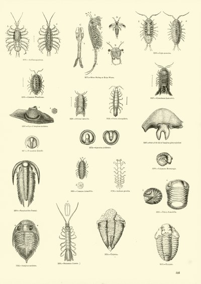 Pagina uit Het Picturale Museum van Geanimeerde Natuur door English School
