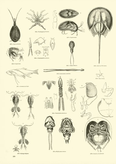 Pagina uit Het Picturale Museum van Geanimeerde Natuur door English School