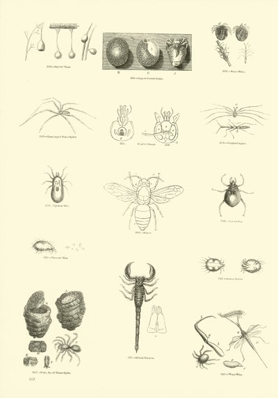 Pagina uit Het Picturale Museum van Geanimeerde Natuur door English School