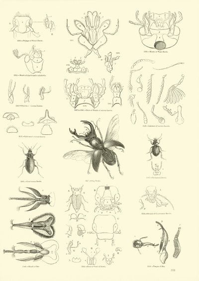 Pagina uit Het Picturale Museum van Geanimeerde Natuur door English School
