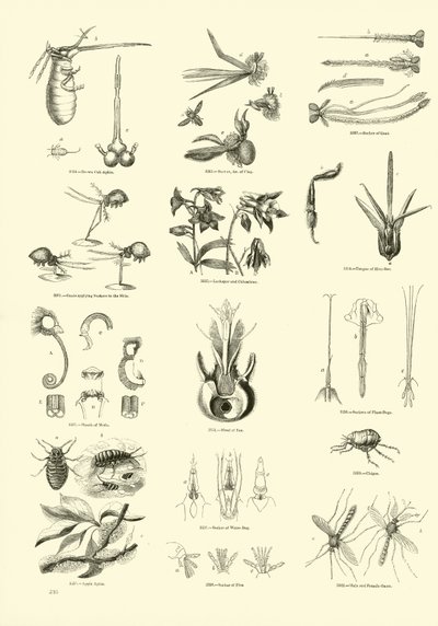 Pagina uit Het Picturale Museum van Geanimeerde Natuur door English School