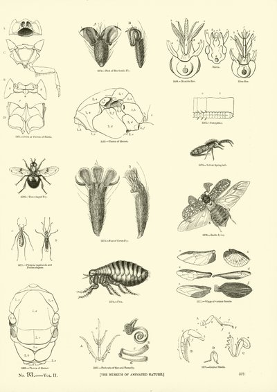 Pagina uit Het Picturale Museum van Geanimeerde Natuur door English School