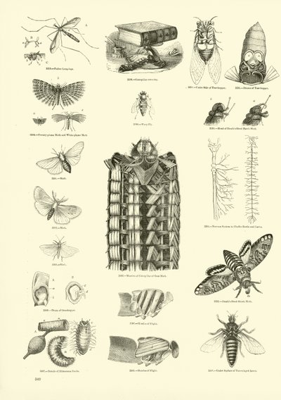 Pagina uit Het Picturale Museum van Geanimeerde Natuur door English School