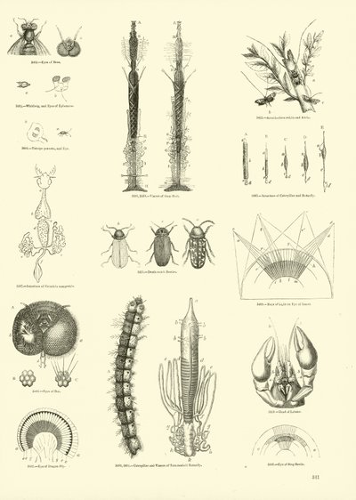 Pagina uit Het Picturale Museum van Geanimeerde Natuur door English School