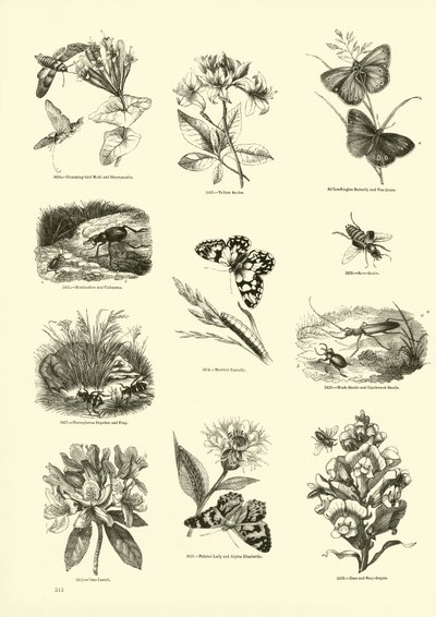 Pagina uit Het Picturale Museum van Geanimeerde Natuur door English School