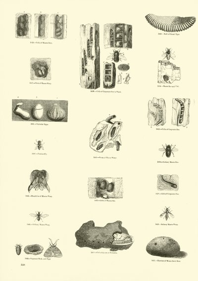 Pagina uit Het Picturale Museum van Geanimeerde Natuur door English School