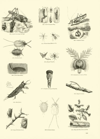 Pagina uit Het Picturale Museum van Geanimeerde Natuur door English School